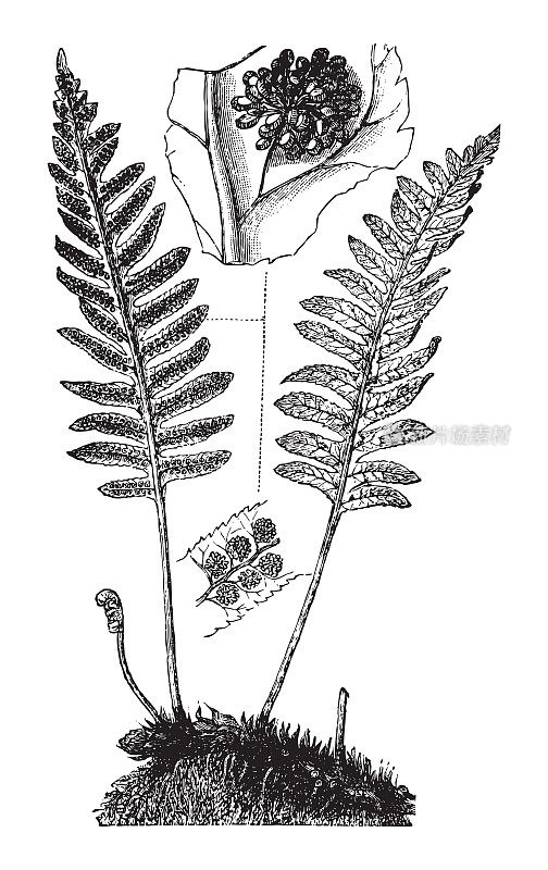 蕨类植物-常见的水螅(Polypodium vulgare) -复古插图